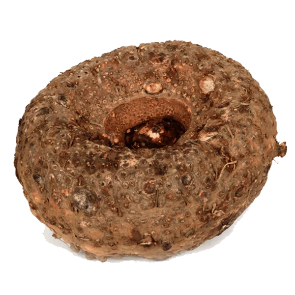 Taro Root PNG Transparent Background