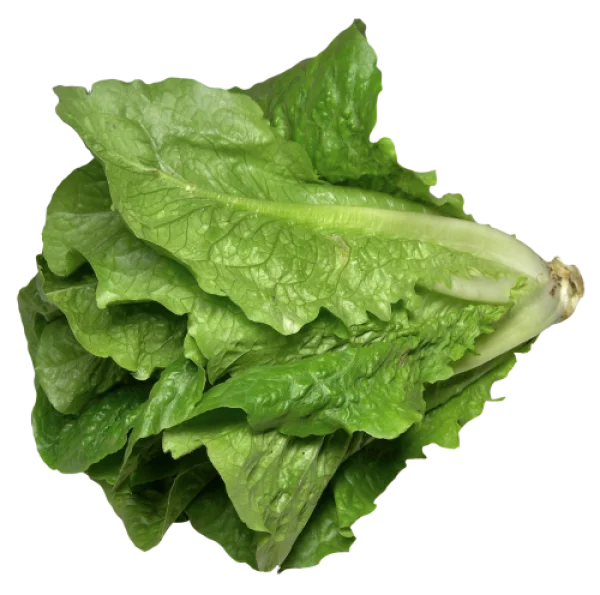 Fresh Romaine Lettuce PNG Transparent Background
