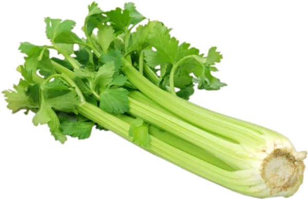 Fresh Celery Bunch PNG Transparent Background