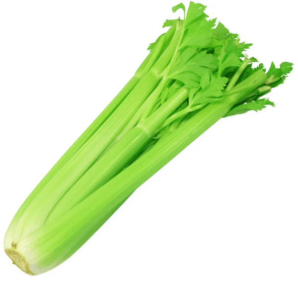 Fresh Celery PNG Transparent Background