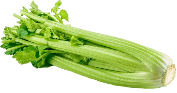 Fresh Celery Stalks PNG Transparent Background