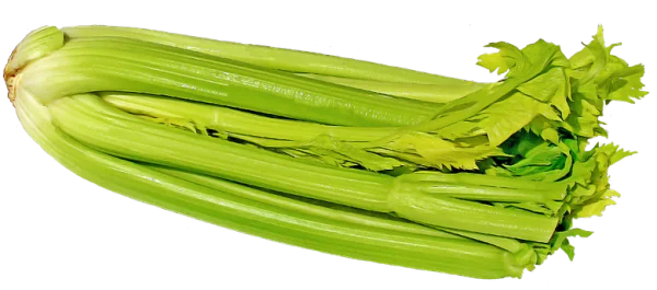 Fresh Celery Bunch PNG Transparent Background