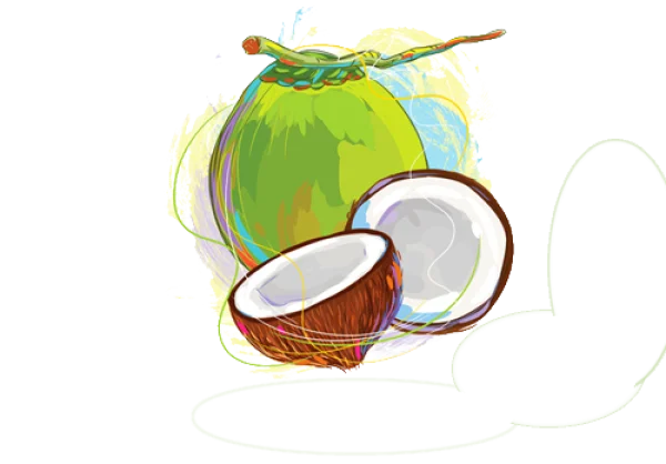 Colorful Coconut Illustration PNG Transparent Background