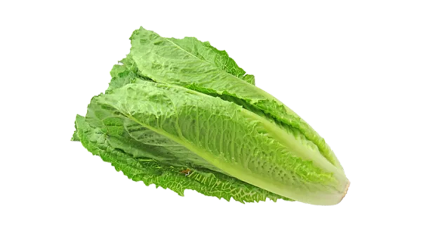 Fresh Romaine Lettuce Head PNG Transparent Background