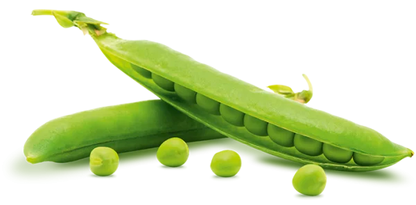 Fresh Green Peas Pods PNG Transparent