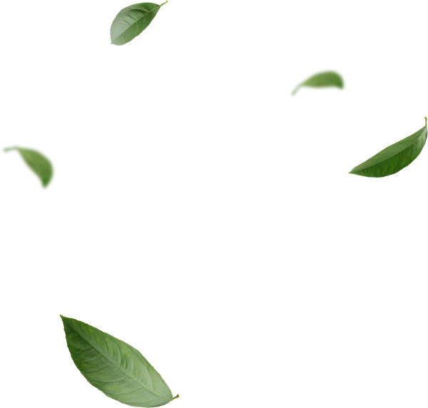Green Leaves PNG Transparent Background