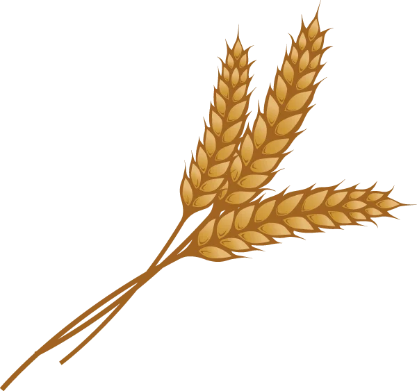 Wheat Stalks PNG Transparent Background