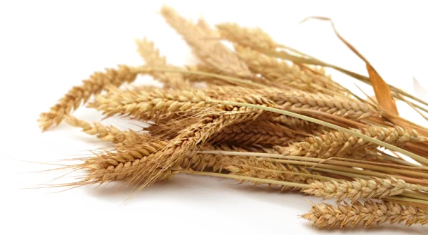 Dried Wheat Ears Bundle PNG Transparent Background