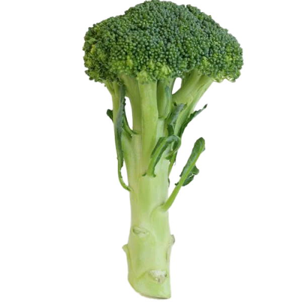 Fresh Broccoli PNG Transparent Background