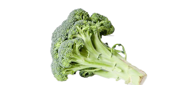 Fresh Broccoli PNG Transparent Background