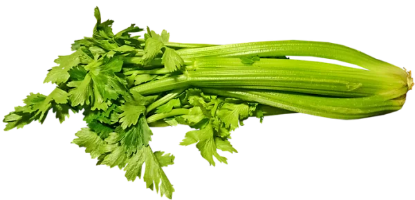 Fresh Celery Bunch PNG Transparent Background