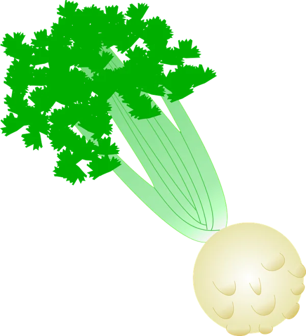 Celeriac with Celery Stalks and Leaves PNG