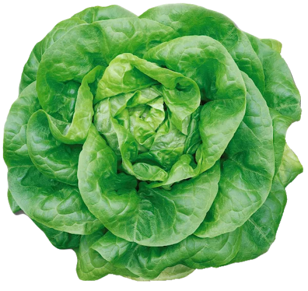 Fresh Green Lettuce Head PNG Transparent