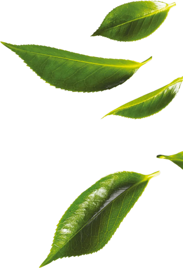 Fresh Green Leaves PNG Transparent Background