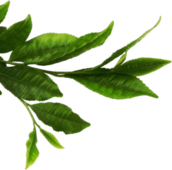 Fresh Green Leaves Branch PNG Transparent Background