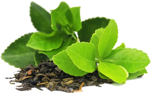 Fresh Green Tea Leaves and Dried Tea PNG Transparent Background