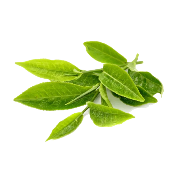 Fresh Green Tea Leaves PNG Transparent Background