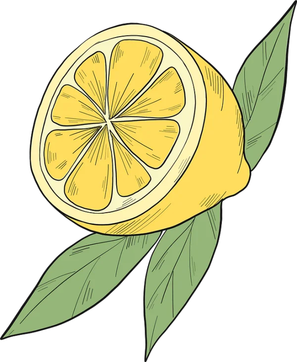 Hand Drawn Lemon Slice with Leaves PNG Transparent