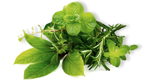 Fresh Mixed Herbs PNG Transparent Background