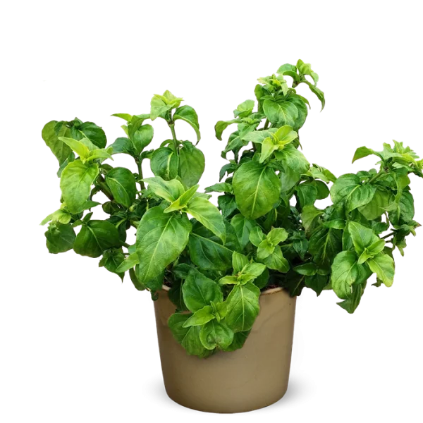 Potted Green Plant PNG Transparent Background