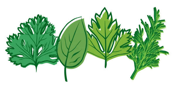 Assorted Stylized Green Leaves PNG Transparent Background