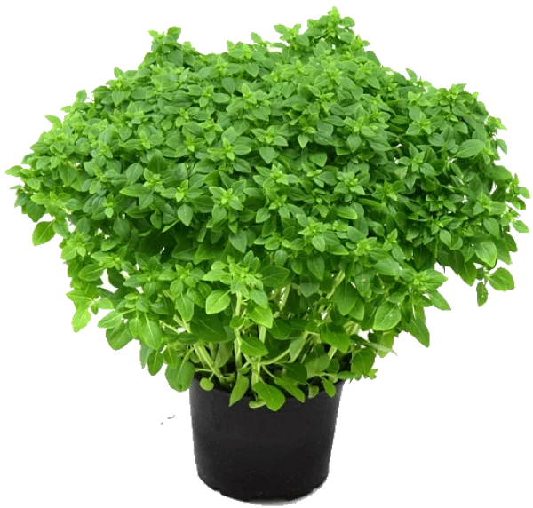 Basil Plant in Pot PNG Transparent Background