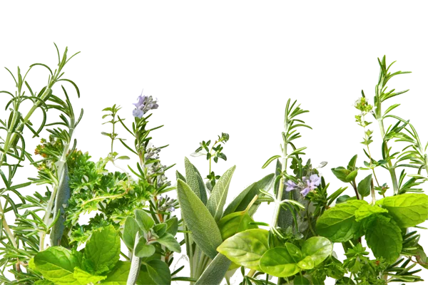 Assorted Culinary Herbs PNG Transparent Background