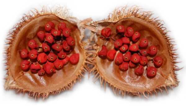 Annatto Achiote Seeds in Open Pod PNG Transparent