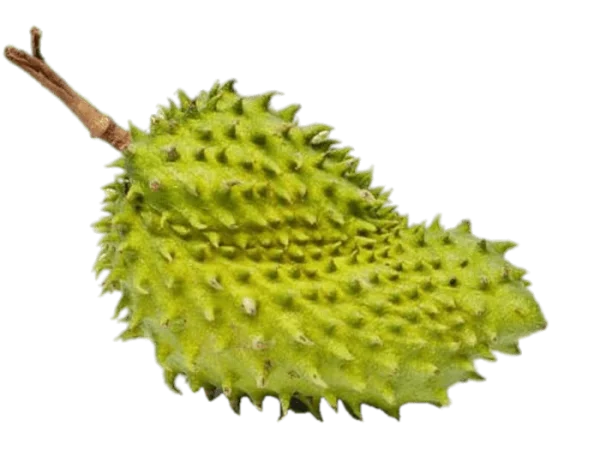 Soursop Fruit PNG Transparent Background
