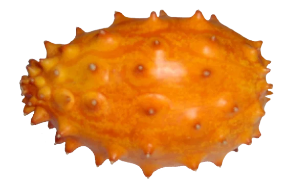 Kiwano Horned Melon Fruit PNG Transparent