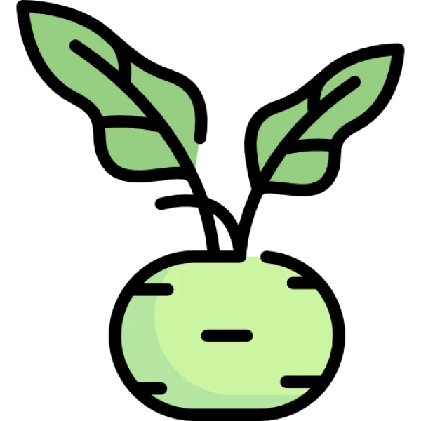 Green Turnip or Kohlrabi Icon PNG