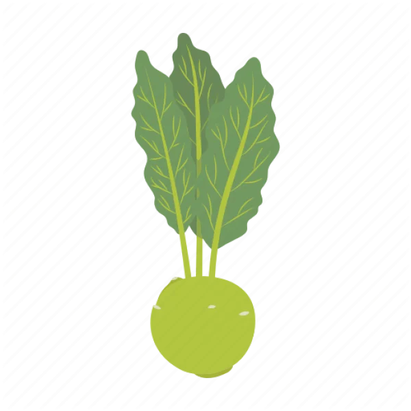 Kohlrabi Plant PNG Transparent Background