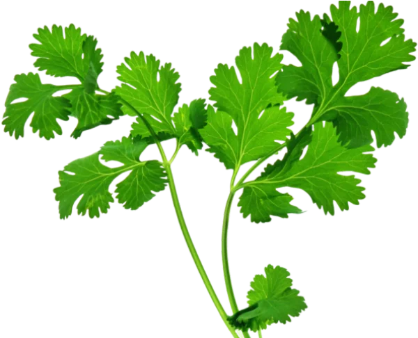 Fresh Cilantro Leaves PNG Transparent Background