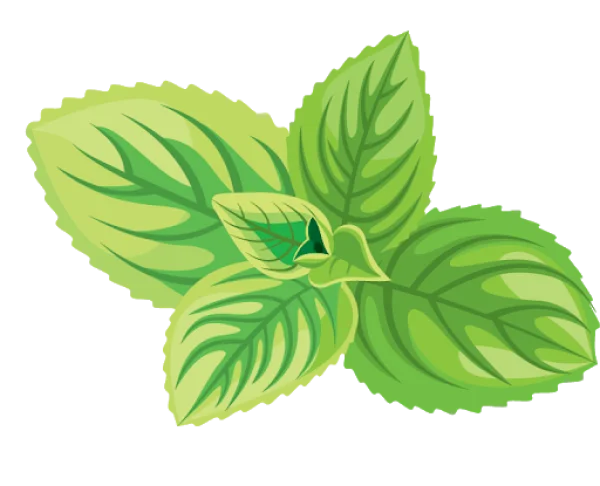 Fresh Mint Leaves PNG Transparent Background