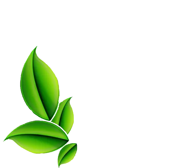 Vibrant Green Leaves PNG Transparent Background