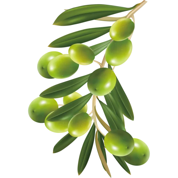 Green Olive Branch with Leaves PNG