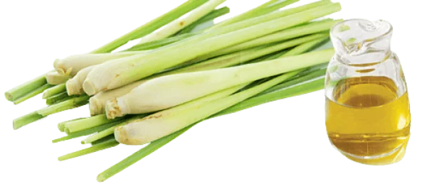 Lemongrass Stalks and Essential Oil PNG Transparent Background