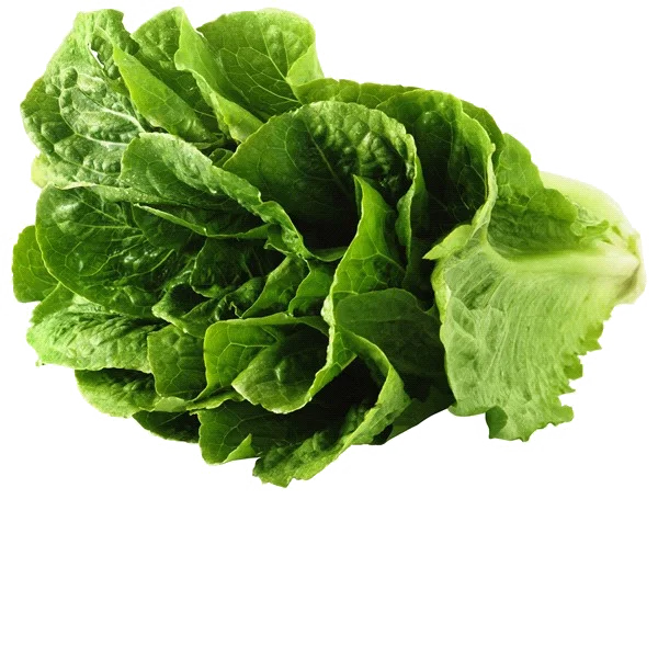 Fresh Green Lettuce PNG Transparent Background