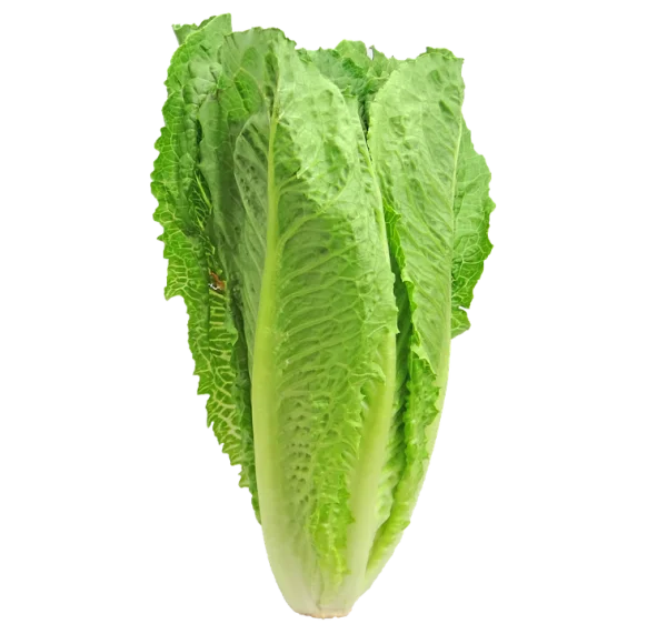 Fresh Romaine Lettuce Head PNG Transparent Background