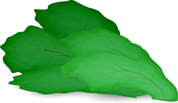 Fresh Green Lettuce Leaves PNG Transparent Background