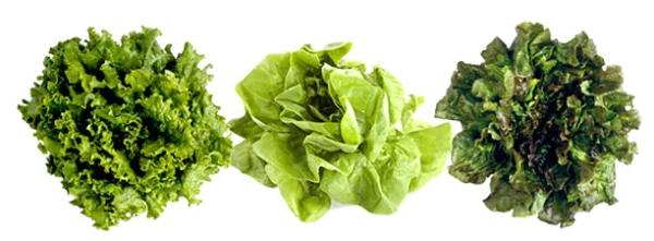 Fresh Lettuce Varieties PNG Transparent Background