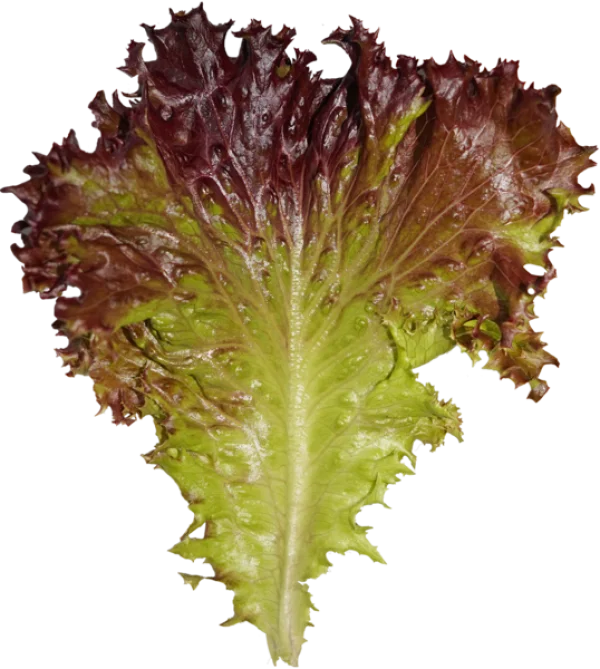 Red Leaf Lettuce PNG Transparent Background