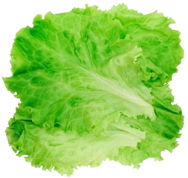 Fresh Green Lettuce Leaves Transparent PNG