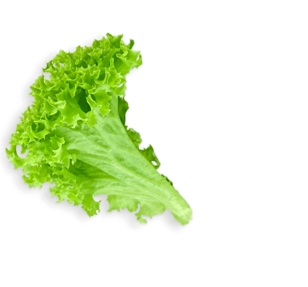 Fresh Green Lettuce Leaf PNG Transparent