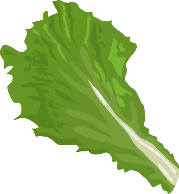 Green Lettuce Leaf PNG Transparent Background