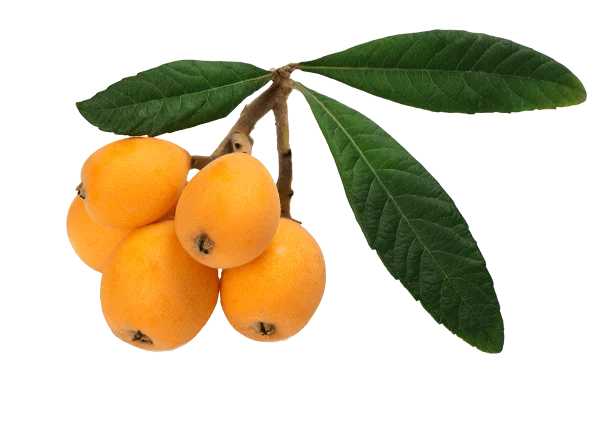 Ripe Loquats on Branch PNG Transparent
