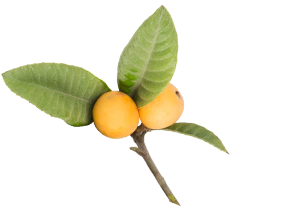 Loquats on Branch with Leaves PNG Transparent Background
