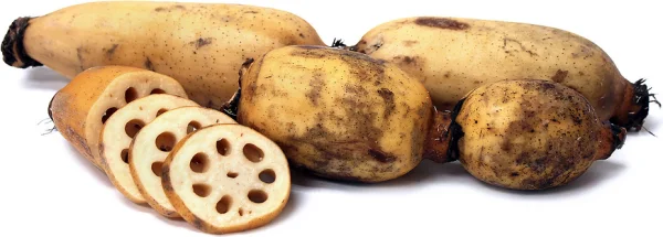 Fresh Lotus Roots and Slices PNG Transparent Background