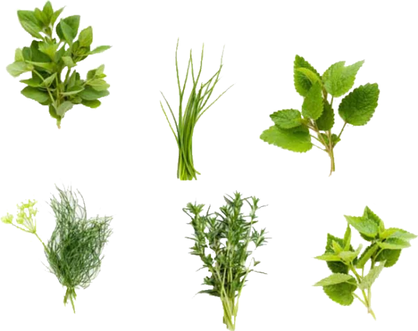Assorted Fresh Herbs Transparent PNG