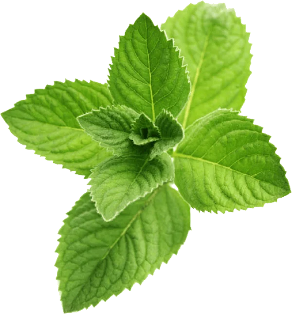 Fresh Mint Leaves PNG Transparent Background
